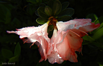 Azaleas