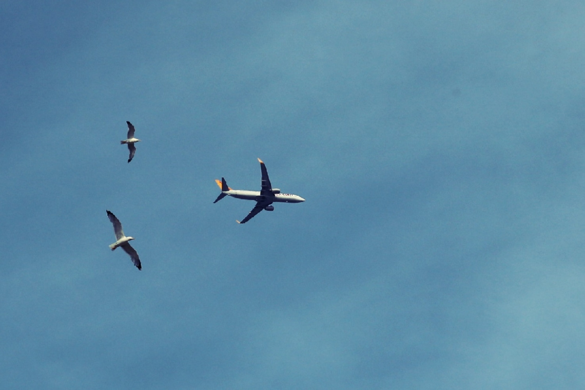 fly fly fly