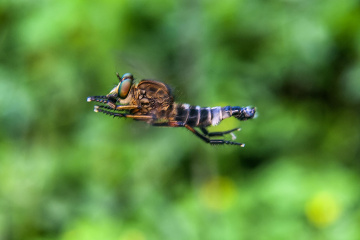 frezzing ROBBER FLY