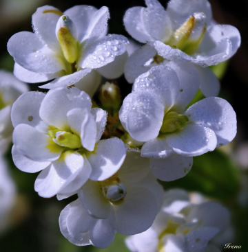 white beauty