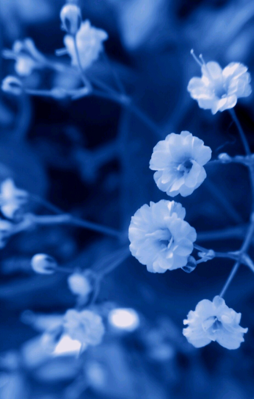 white blooms at night