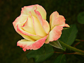 Gül Çiçeği 