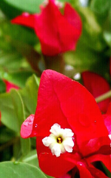 Fresh from the garden