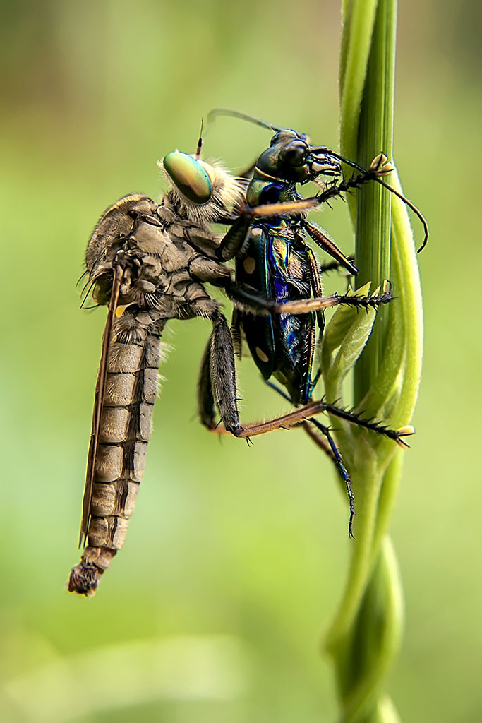 ROBBERFLY VS TIGER BATLE