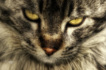 KEDİ GÖZÜ