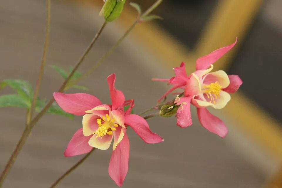 View Of  Pink