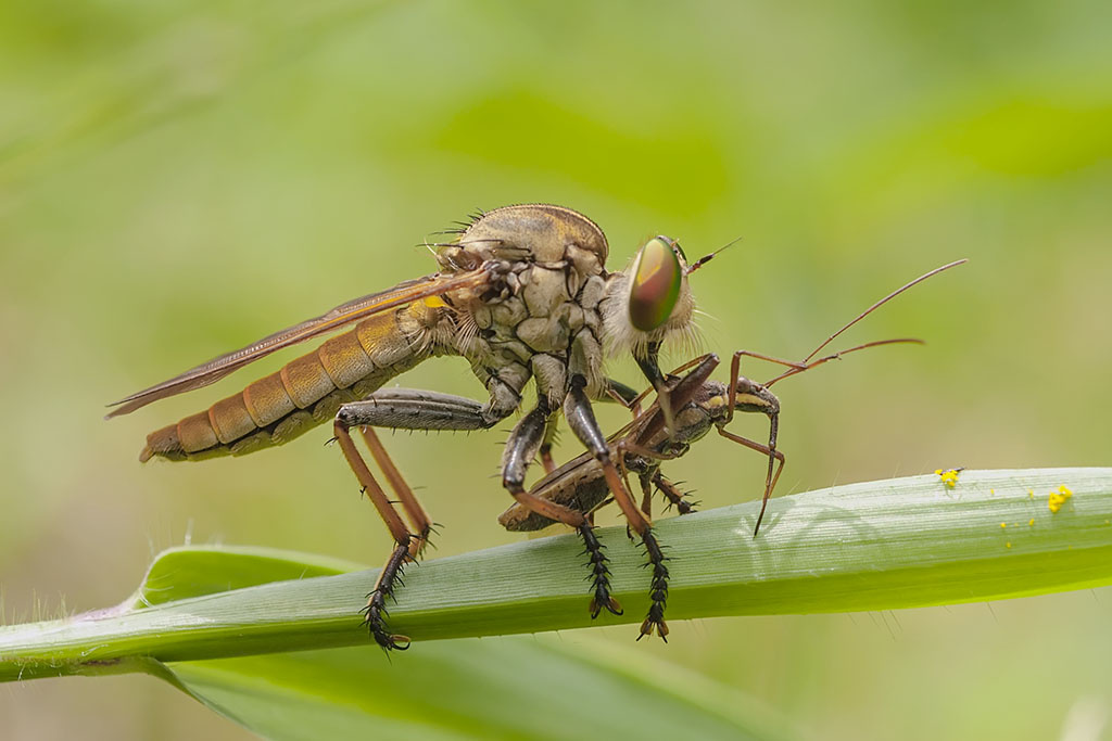 predator