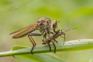 predator