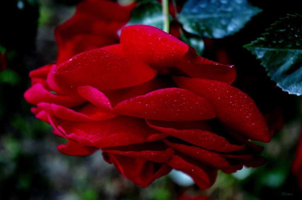 one red rose...for all of them... :-(