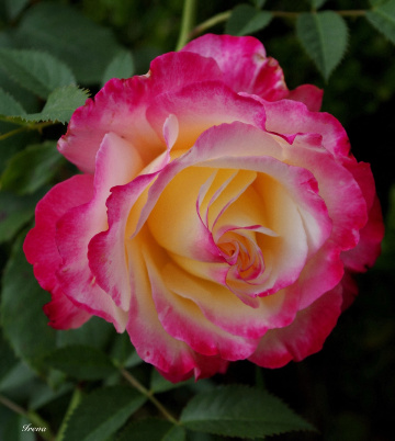 garden  rose
