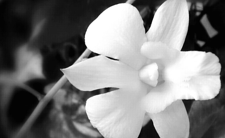 white orchid