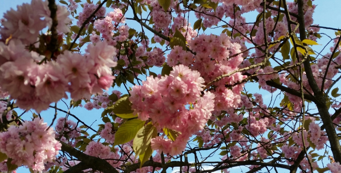 All Pink...