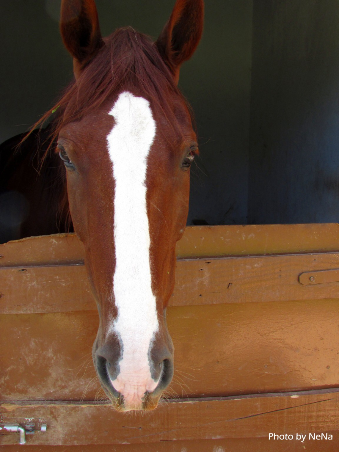 Cavalo