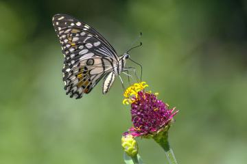 BUTTERFLY
