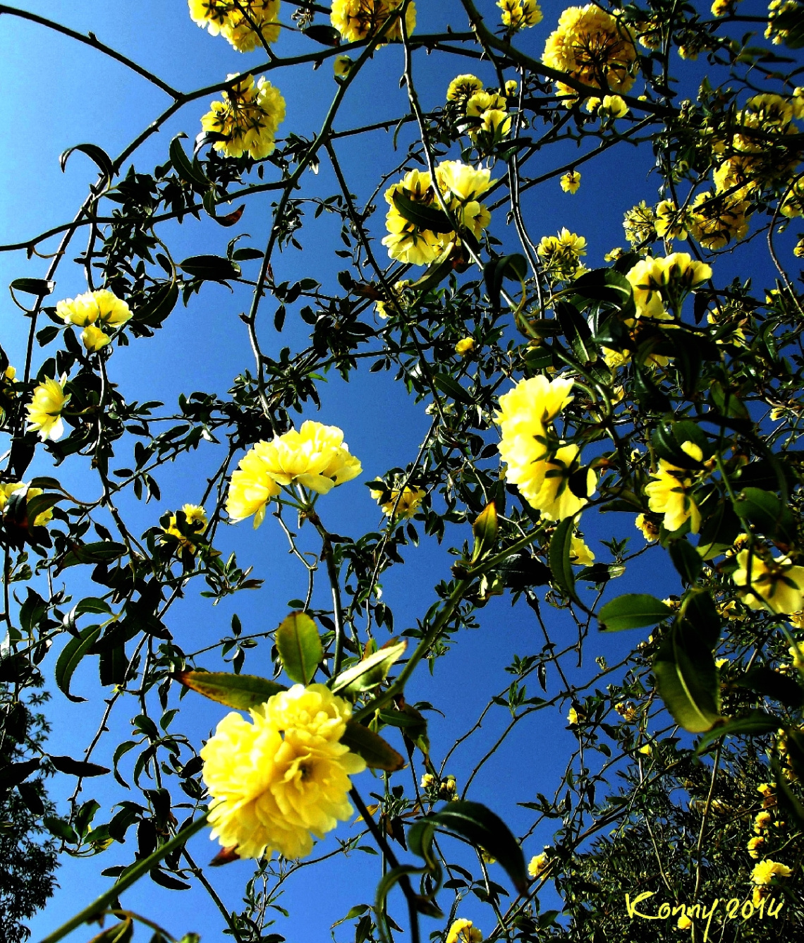 yellow.... 