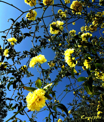 yellow.... 