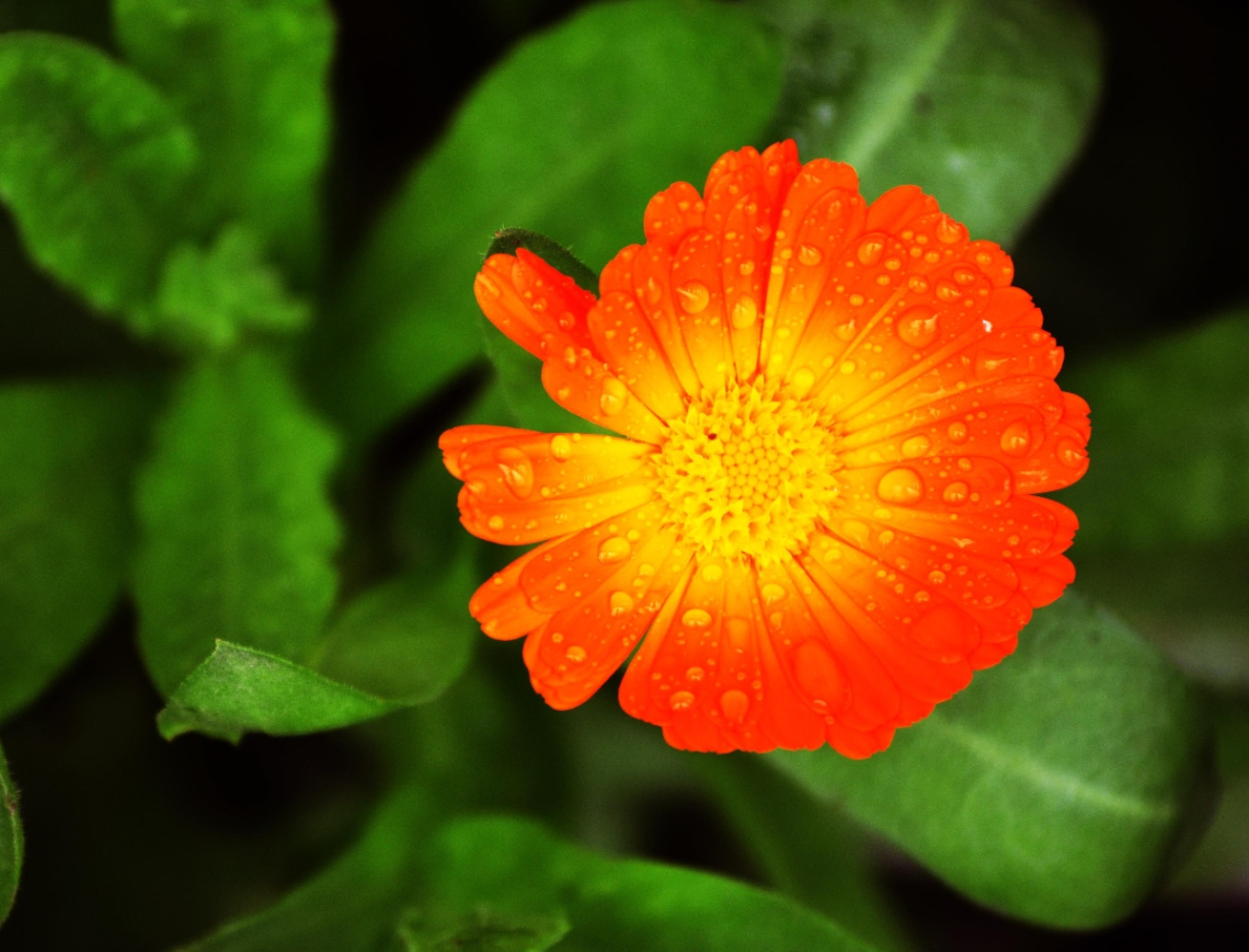 Orange And Yellow :)