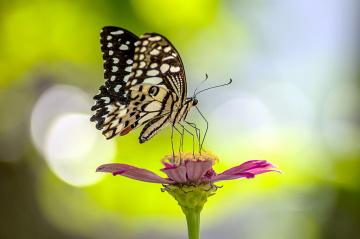 BUTTERFLY 02