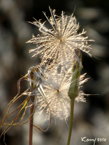 glittering stars 