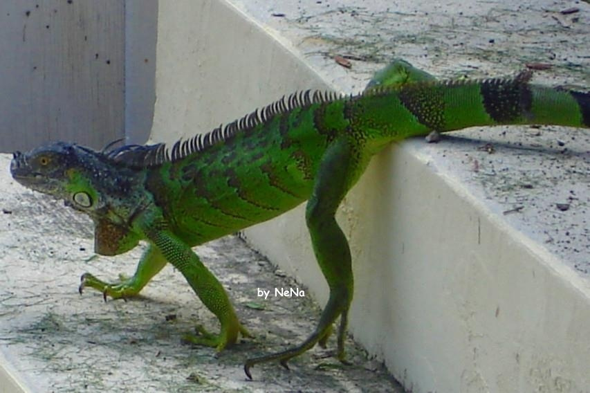 Iguana