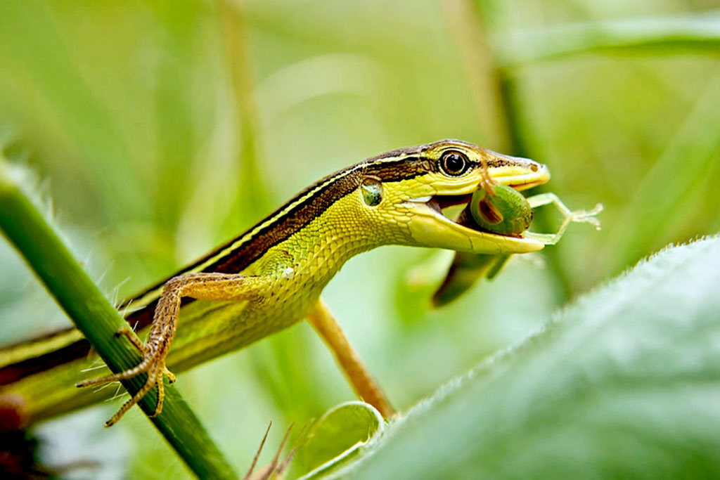 PREDATOR