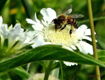 the bee