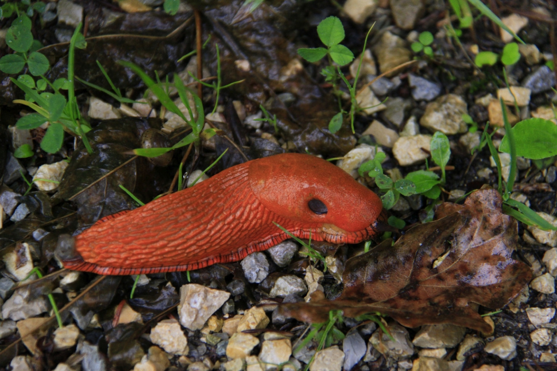 Schnecke