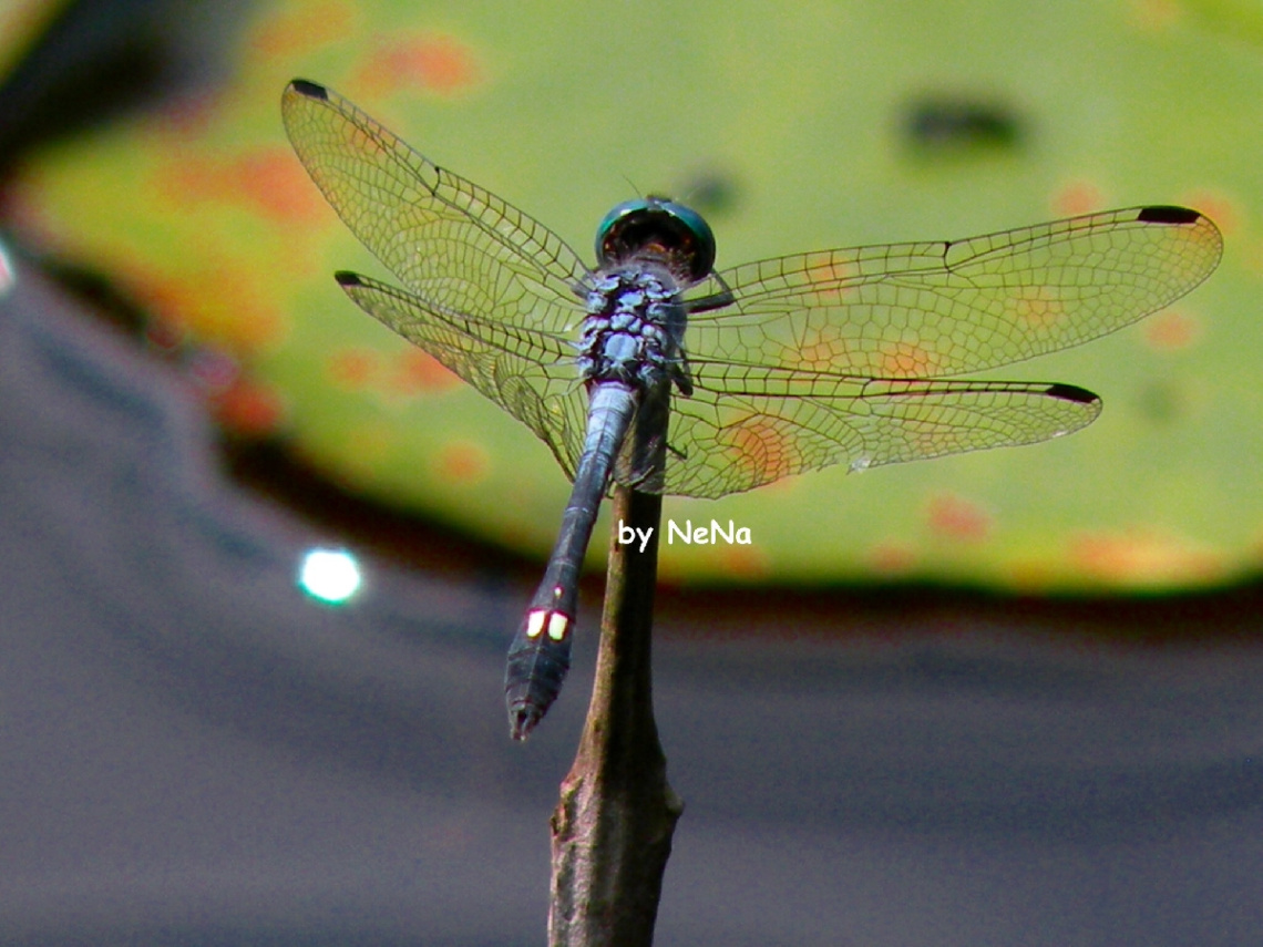 Detail of the wings