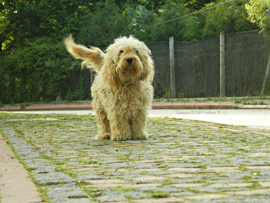 Kıvırcık Köpek