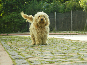 Kıvırcık Köpek