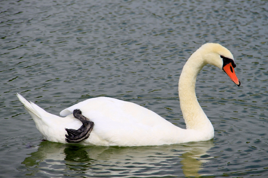 Schwan