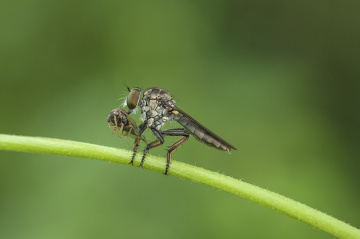 MINI ROBBERFLY