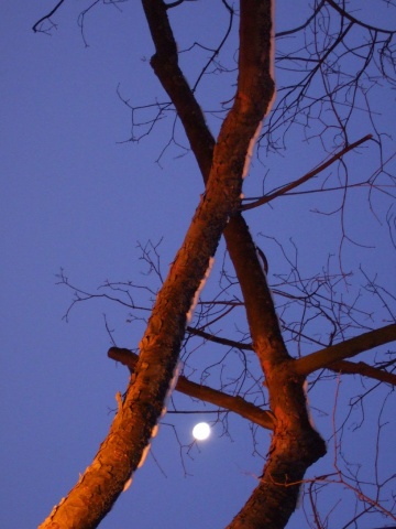 Mond