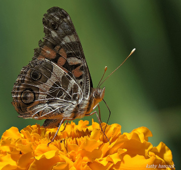 Butterfly on Marigold