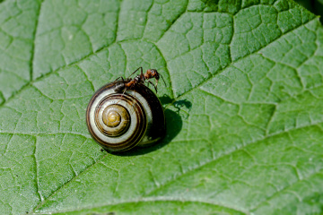 Snail Taxiiiiii ;-)