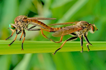 robber fly