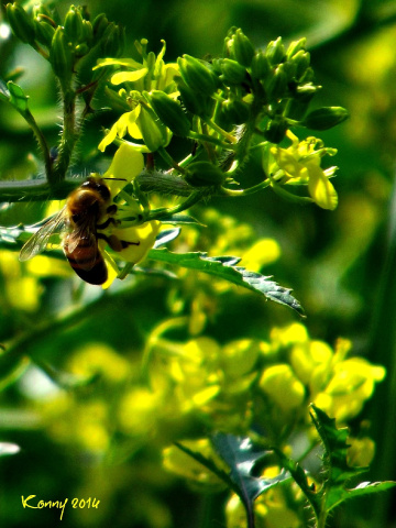 yellow weed with bee