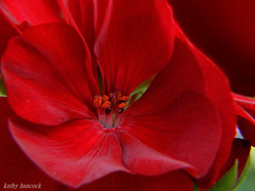 Geranium
