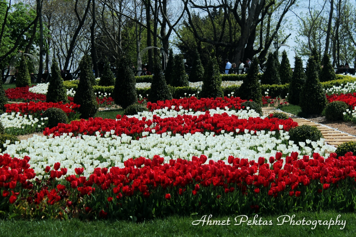 Kırmızı Beyaz