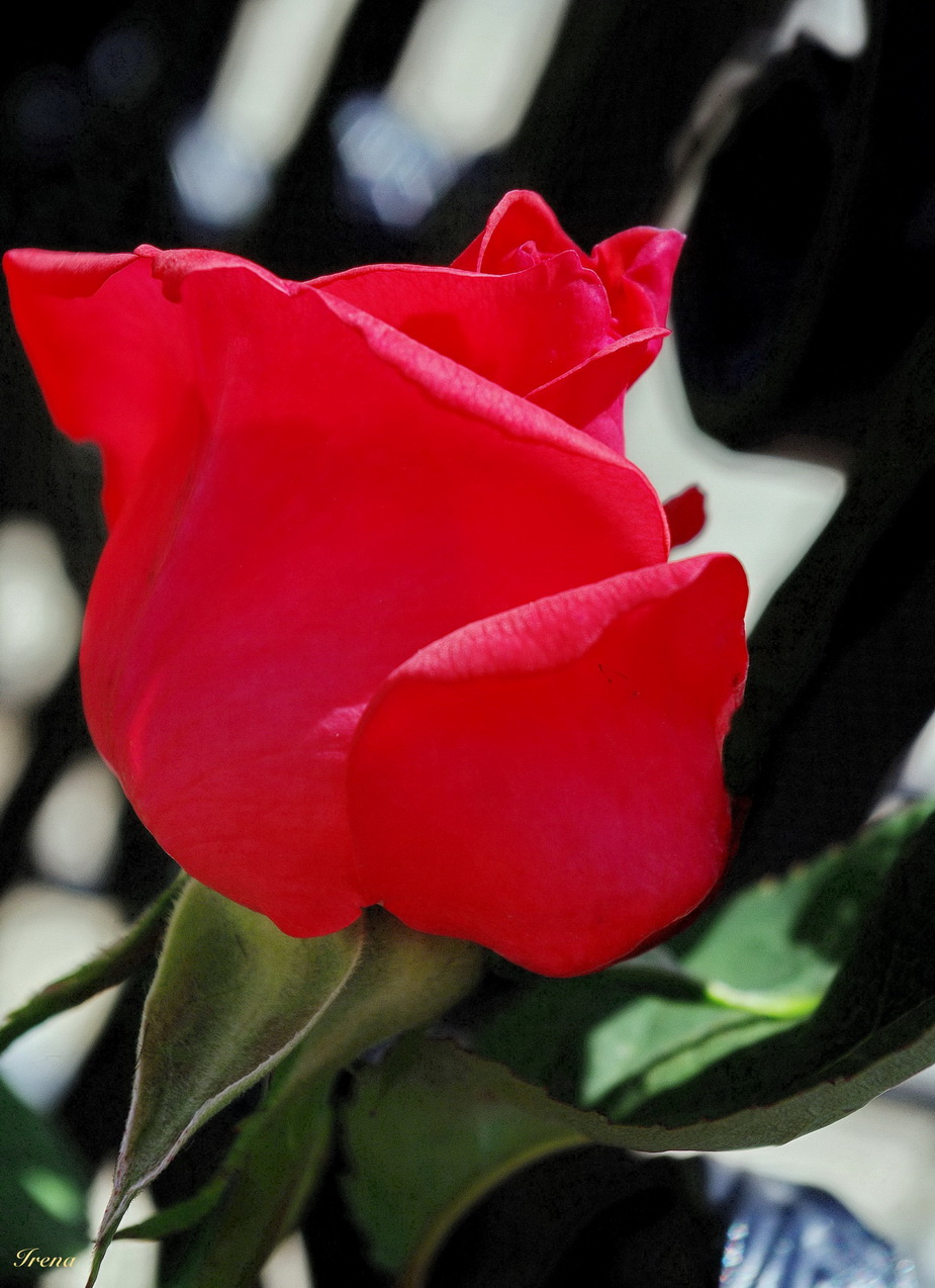 rose of love