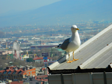 Çatıdaki Martı..