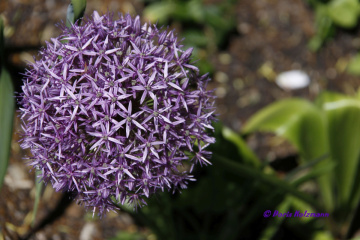 Violette Sterne
