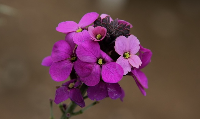 Sharp Purple
