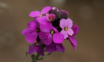 Sharp Purple
