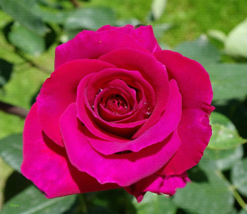 garden rose