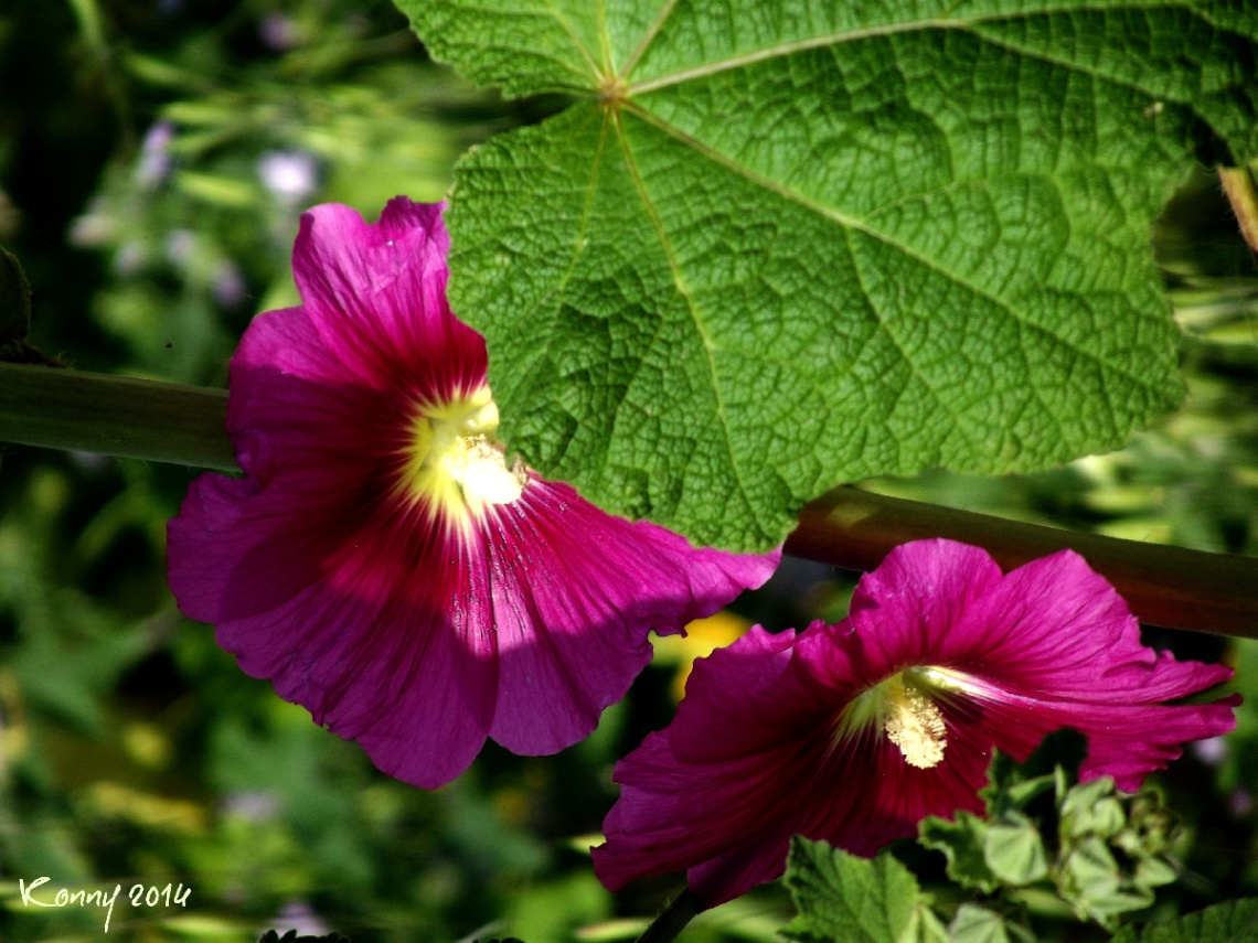 just a flower on the way .......
