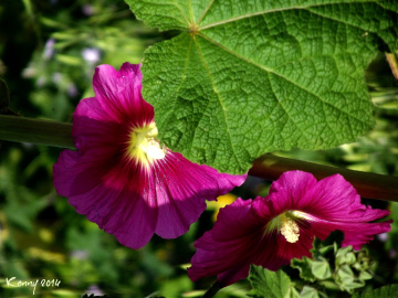 just a flower on the way .......
