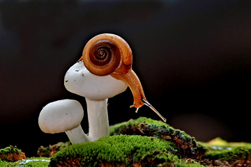 snail
