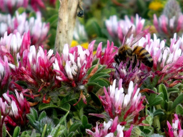 tasty  flowers .... :))
