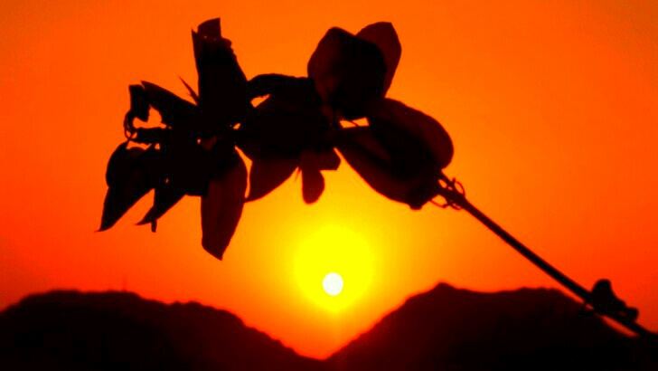 an enchanting evening